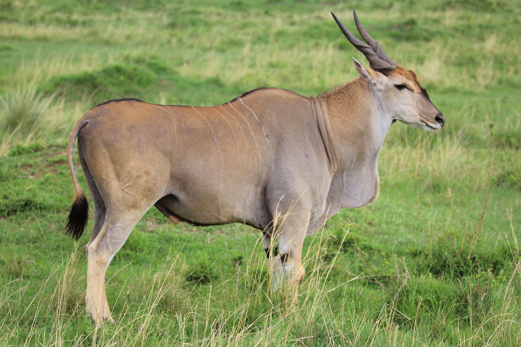 Elenantilope | weltwege